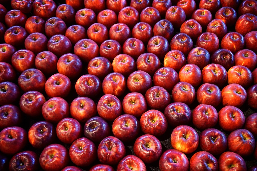 apples in aomori