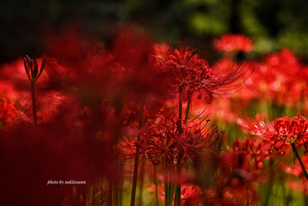 情熱の紅