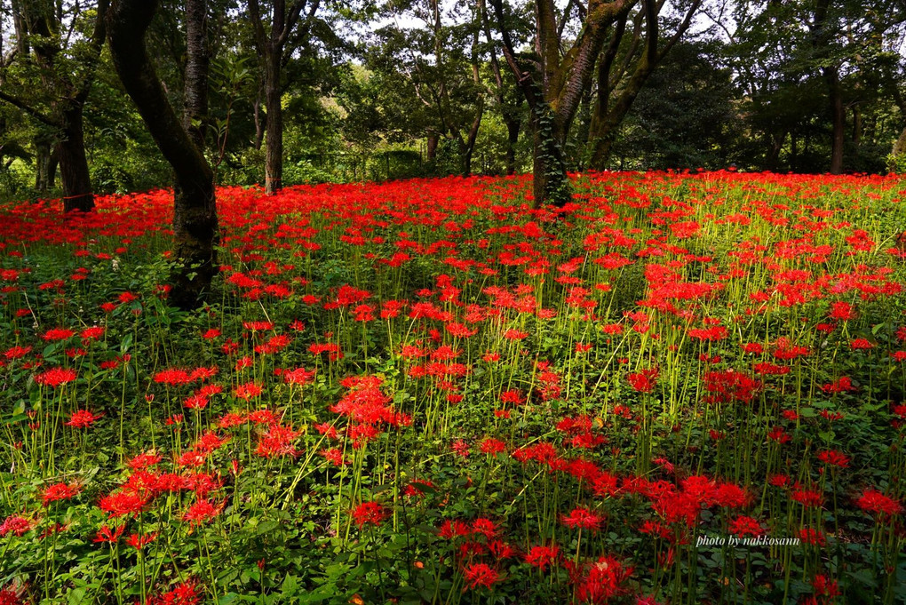 情熱の紅