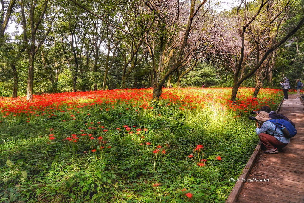 情熱の紅