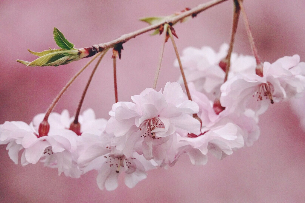 ほんのり桜色