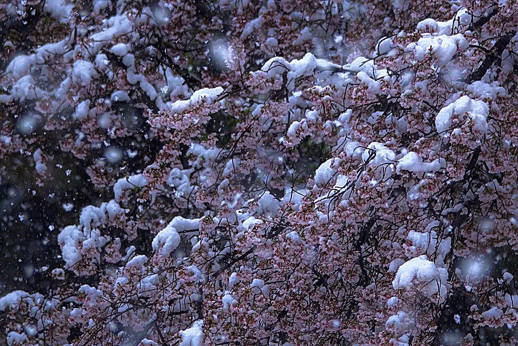 満開の桜と雪🌸❄️