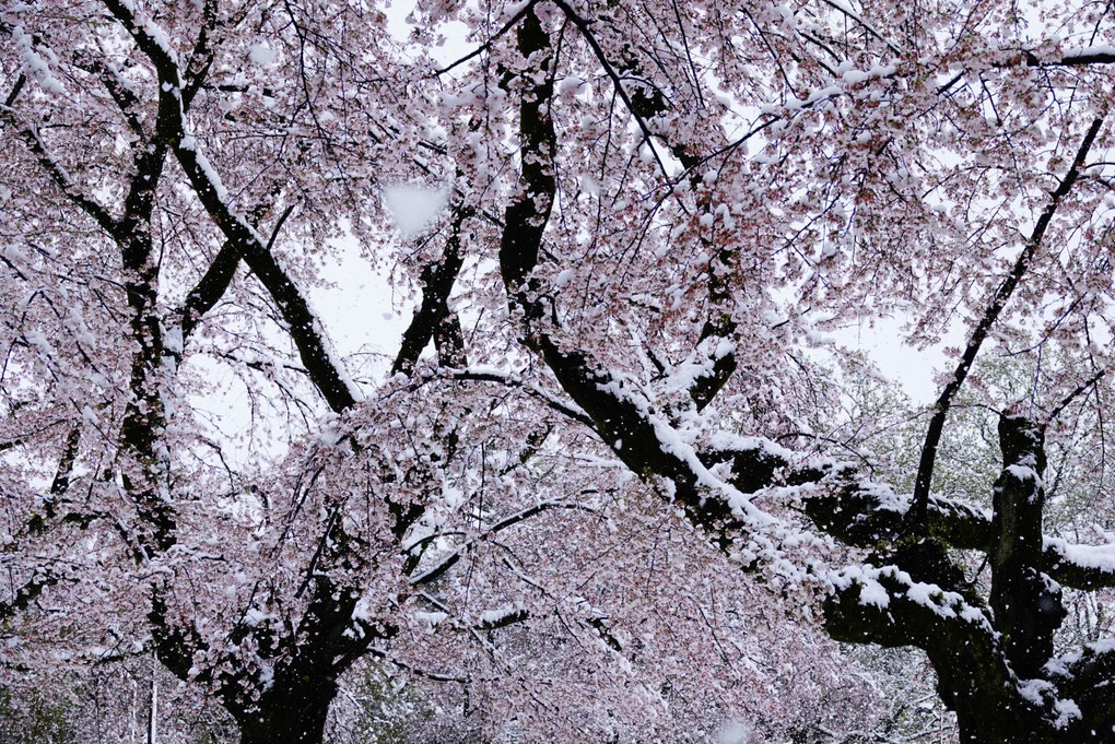 満開の桜と雪🌸❄️