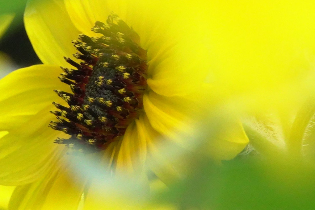 夏の花壇