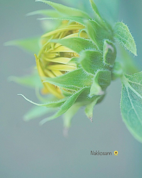 myfavoriteflowers