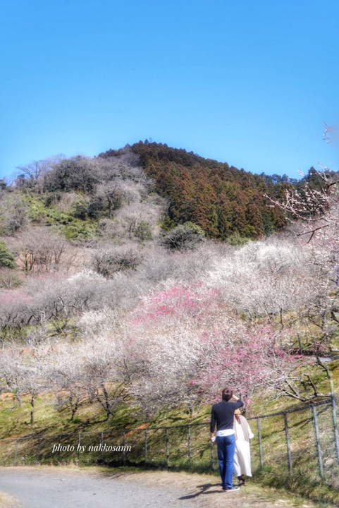 春を探しに