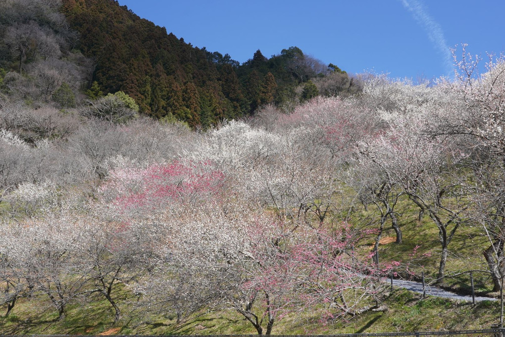 春を探しに