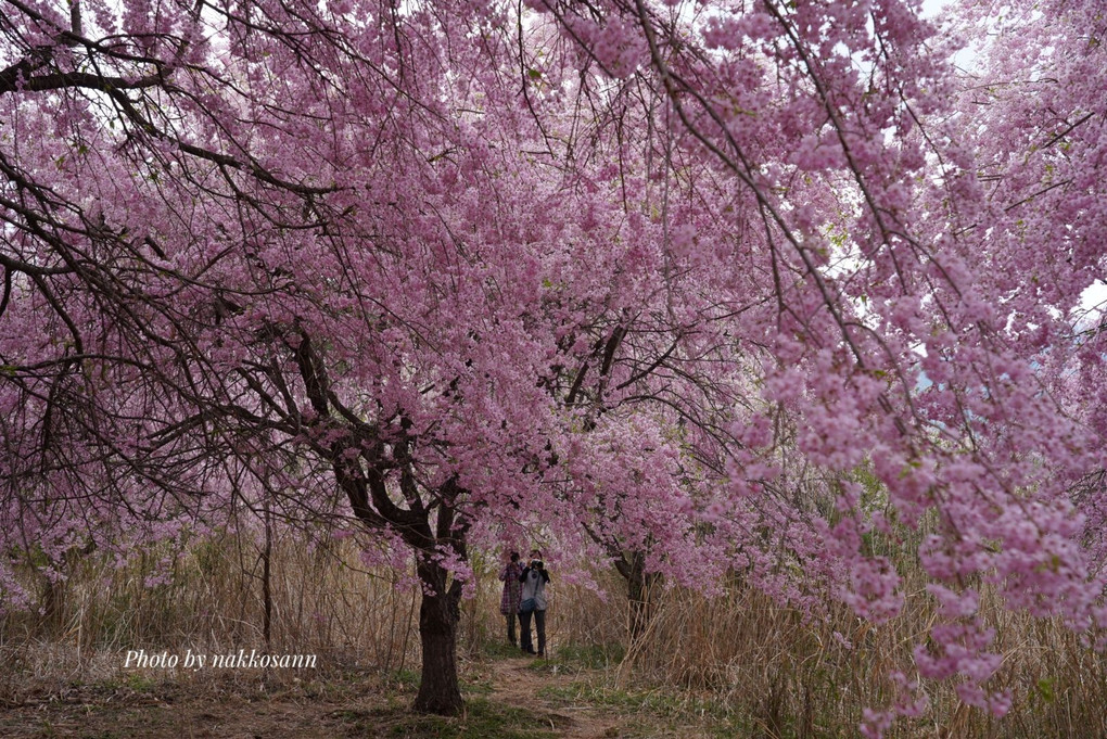 秘密の花園