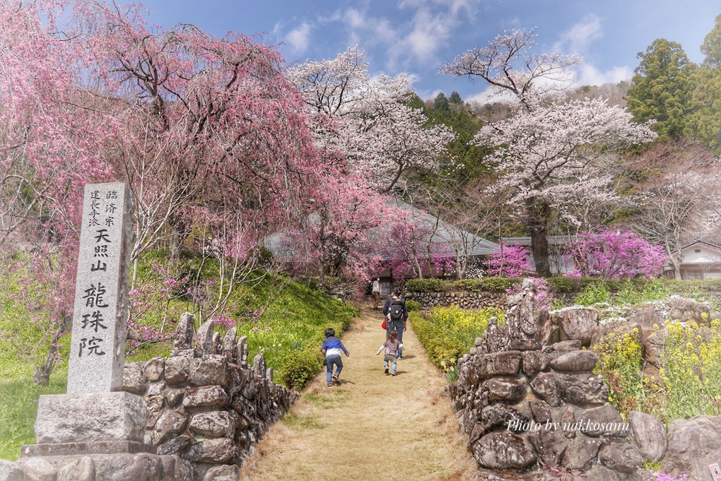 美し過ぎる花寺