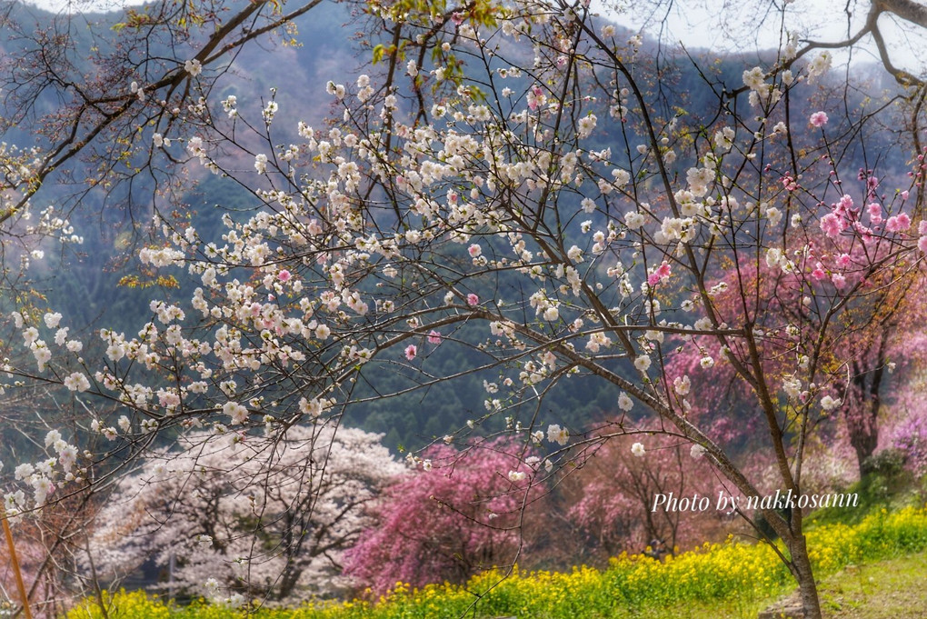 美し過ぎる花寺