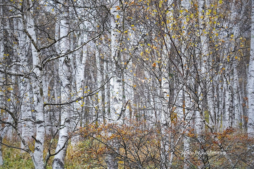 晩秋の風景