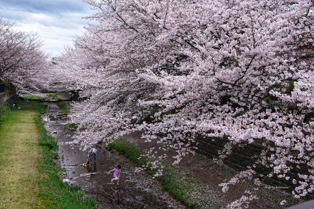 地元の桜たち