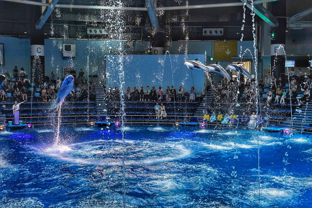 楽しい水族館　ラッセンの世界