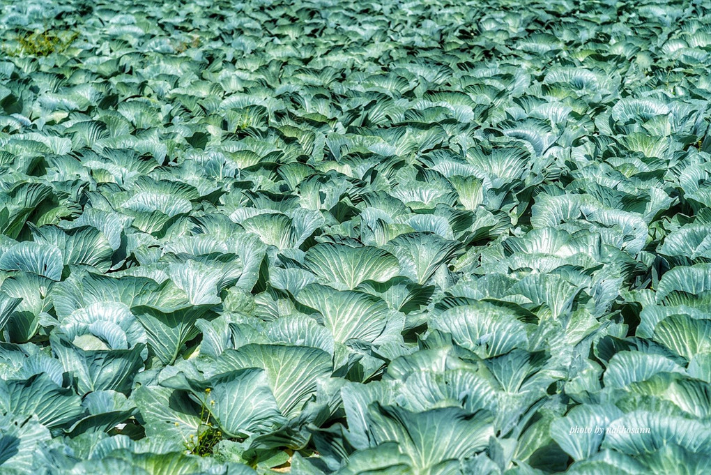信州の野菜畑