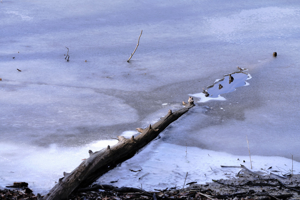薄氷の池の片隅