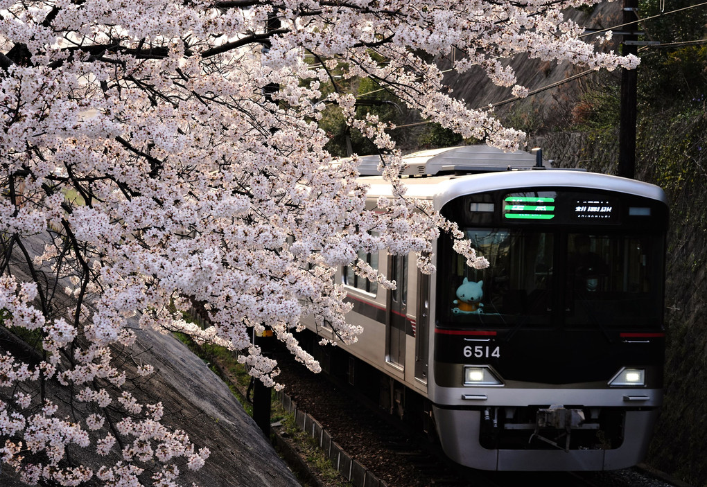 桜の中を帰宅電車