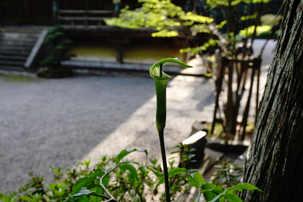 にょっきりマムシグサ