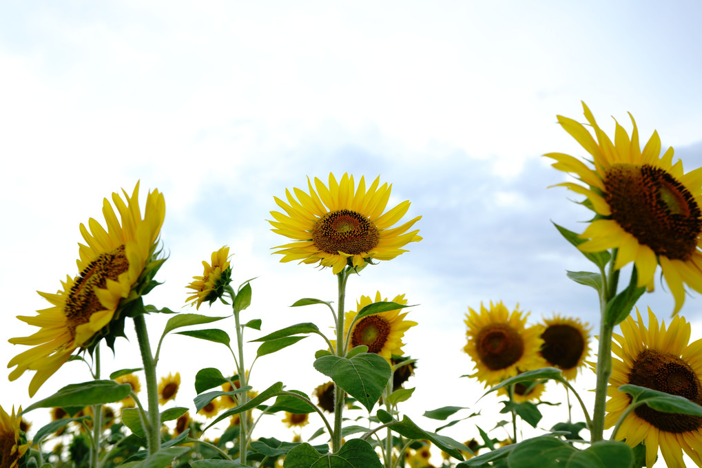 いっぱい🌻