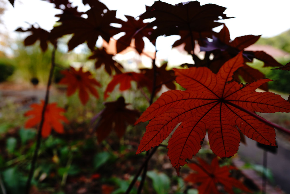 トウゴマの葉の秋色