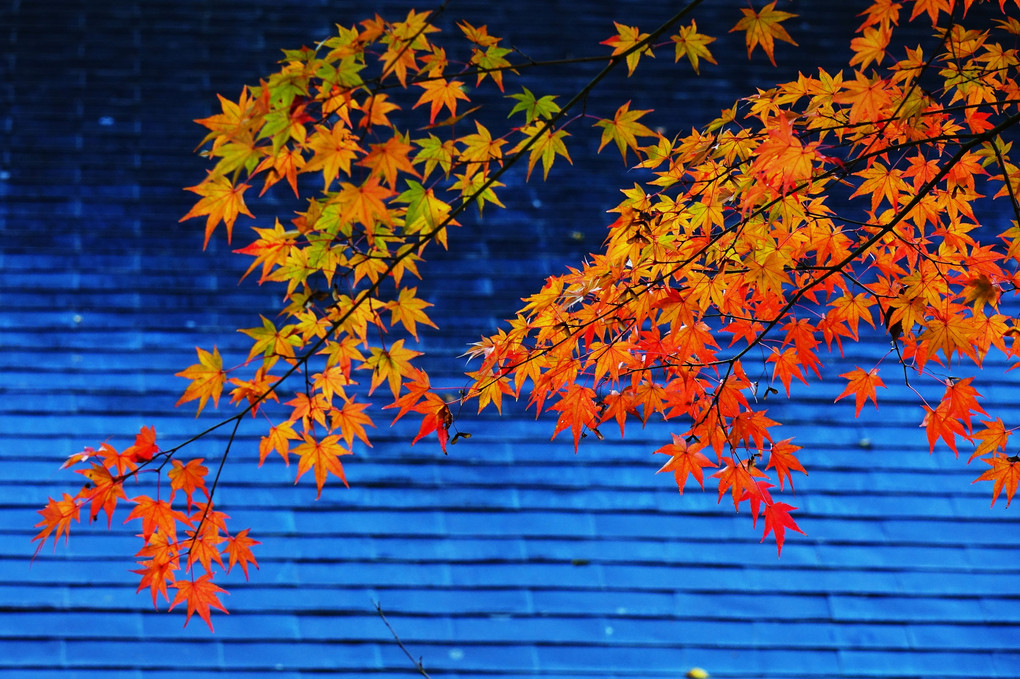 四天王寺の紅葉－津市