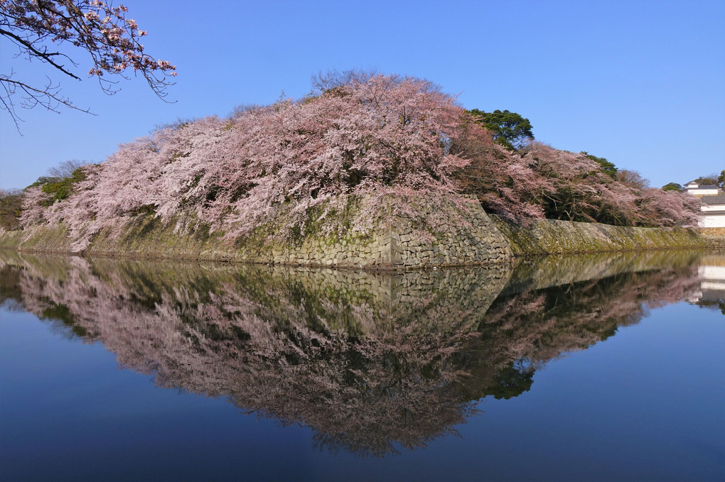 彦根城の桜2018