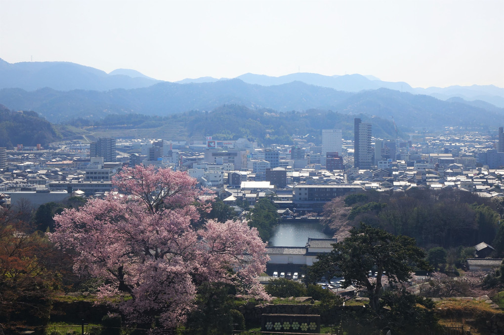 彦根城の桜2018