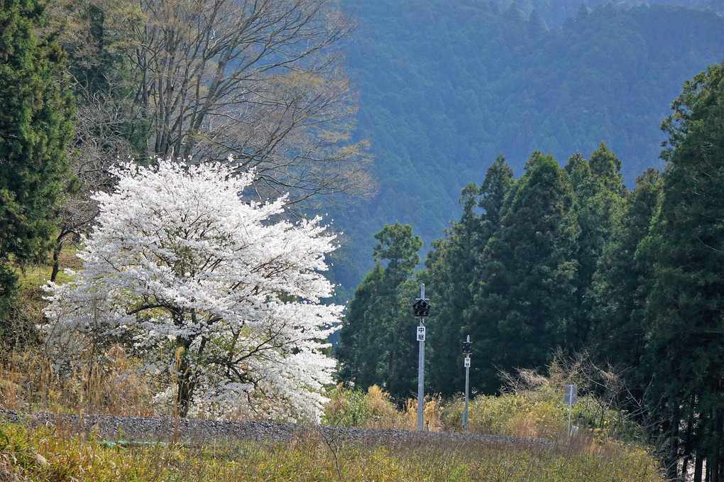 名松線　一本桜