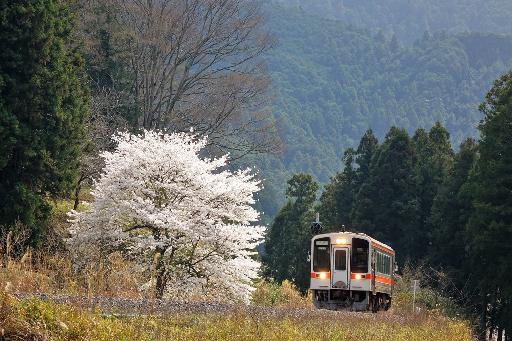 名松線　一本桜