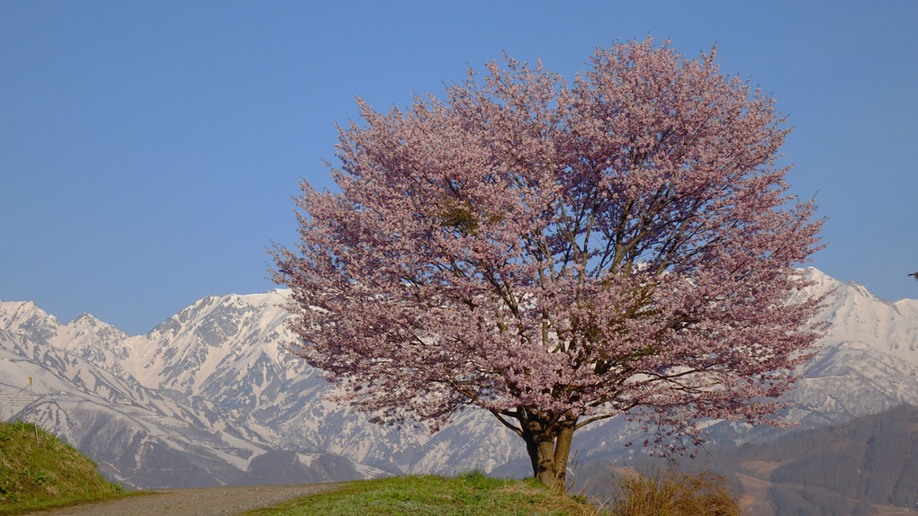 野平の一本桜