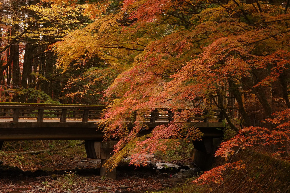 軽井沢の秋景