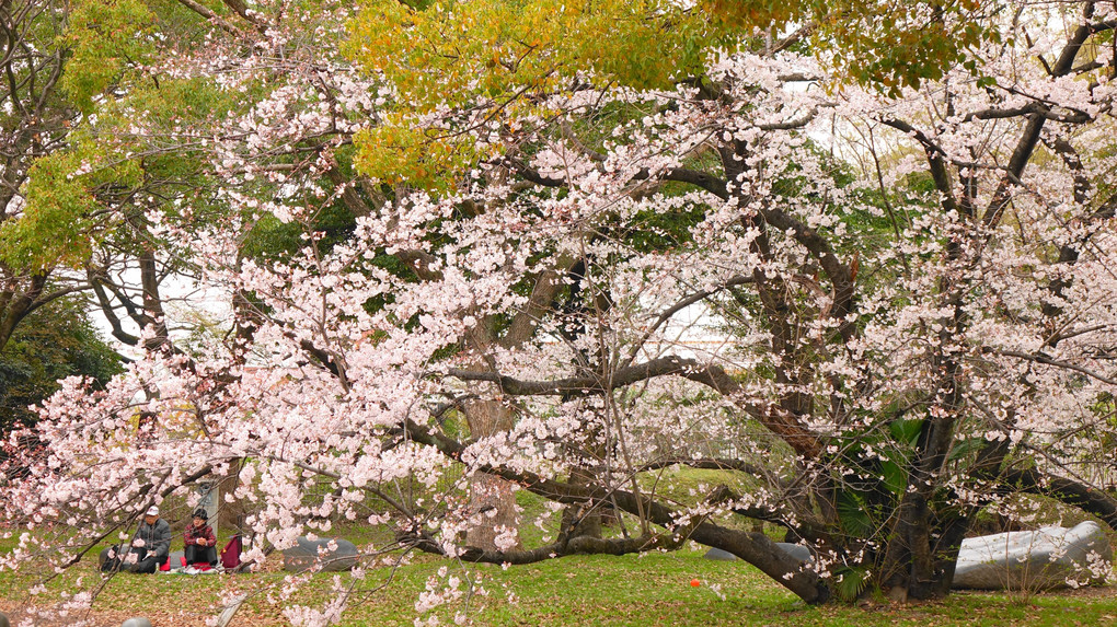 名古屋の桜　-名古屋城周辺-