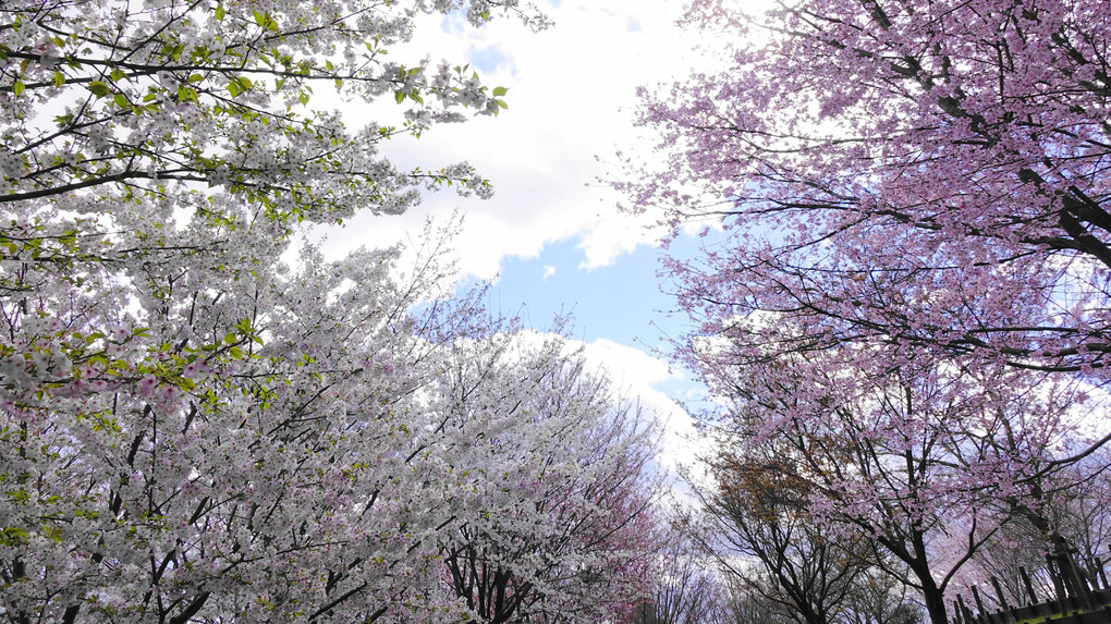 桜の回廊　東山動植物園２