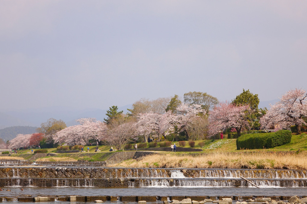 桜の川を歩けば