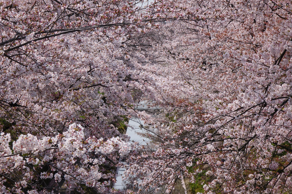 山崎川の桜