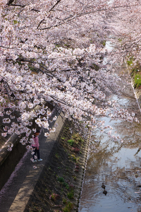 山崎川の桜