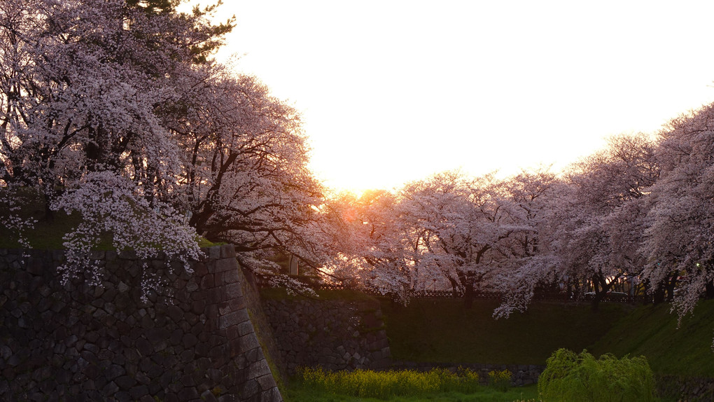 名古屋城の桜－ぐるっと一周