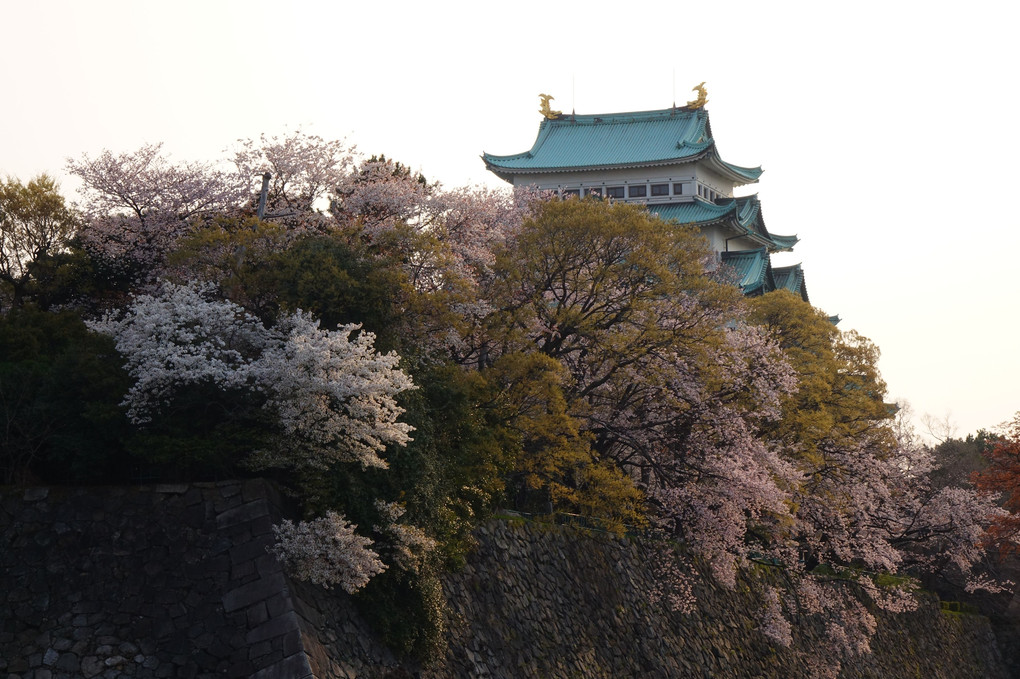 名古屋城の桜－ぐるっと一周