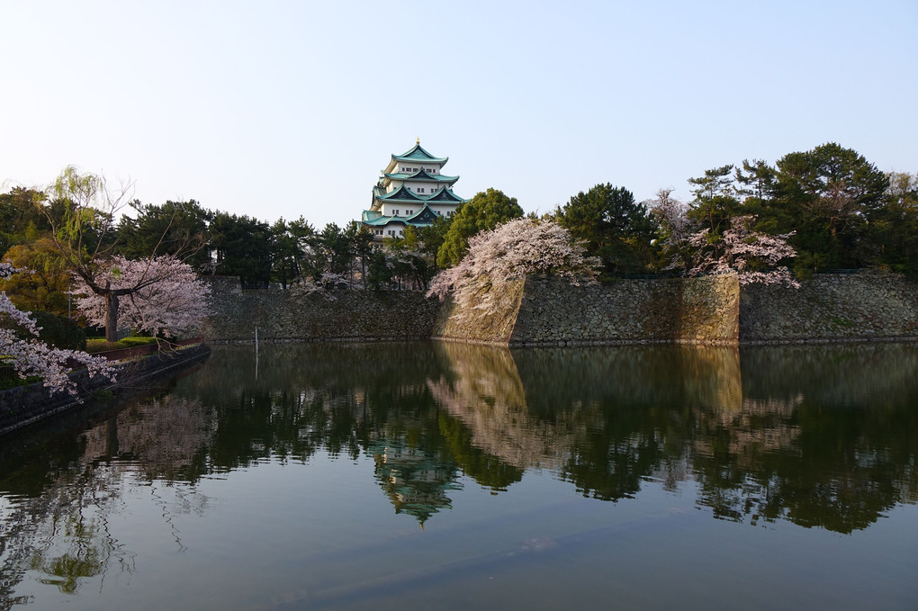 名古屋城の桜－ぐるっと一周