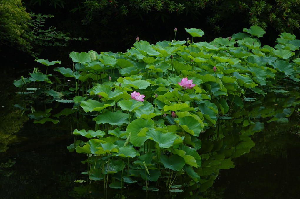 ぽつり、ぽつり、梅雨の庭園