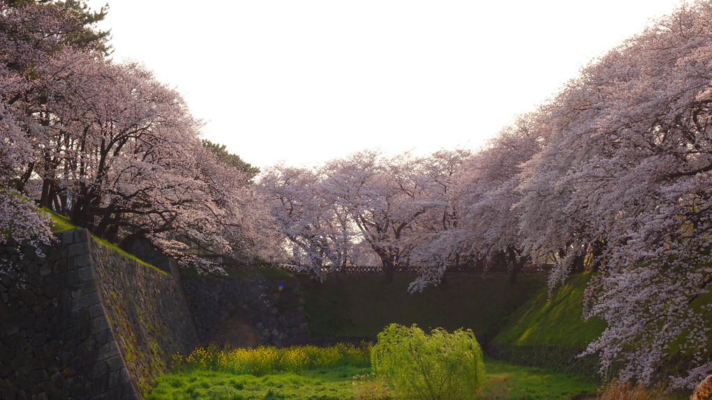 名古屋城の桜－回想