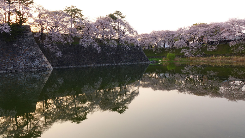 名古屋城の桜－回想