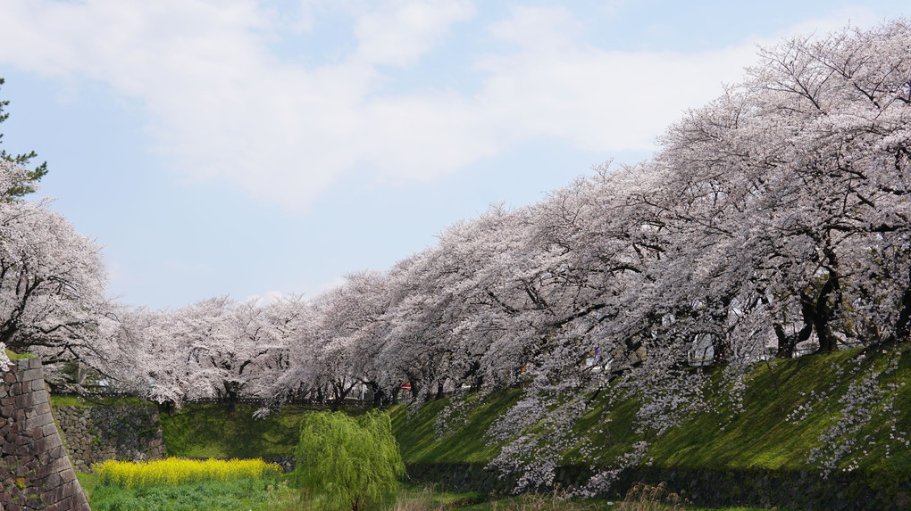 今年も名古屋城^^;