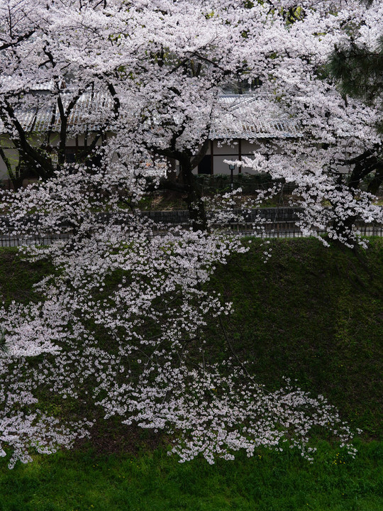 桜、溢れる