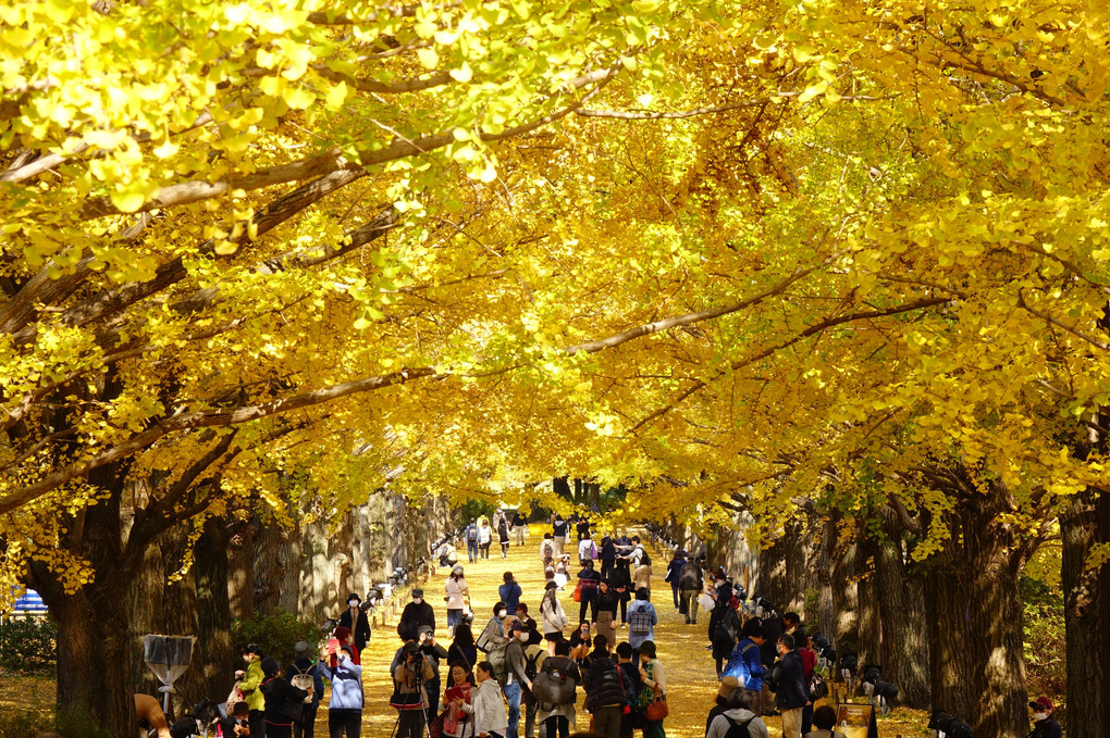 銀杏並木：昭和記念公園
