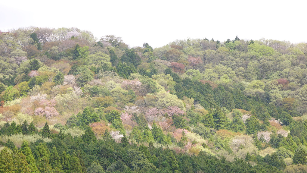 春の息吹ー桜川市　高峰山