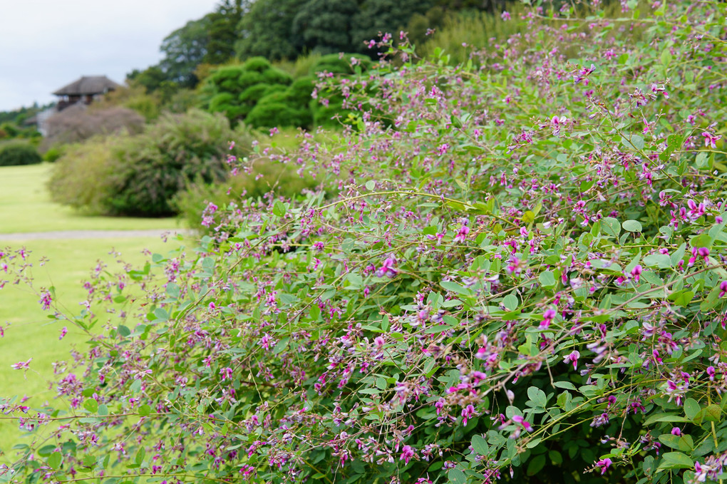 9月　萩の花：水戸偕楽園