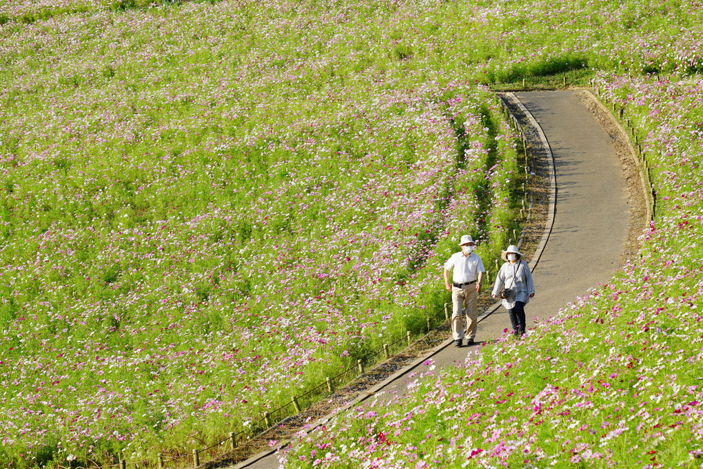 コスモス：ひたち海浜公園