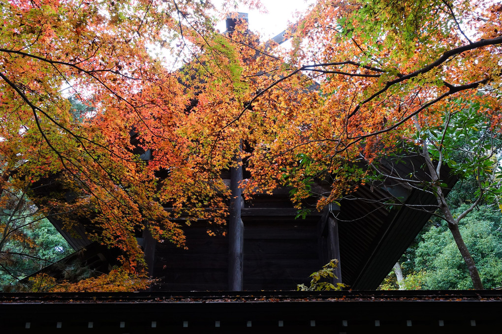 村松山虚空蔵堂の紅葉：東海村