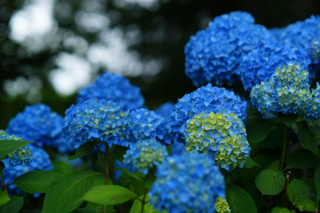 小樽　もがみ公園の紫陽花