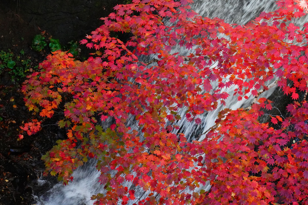 渓谷の紅葉